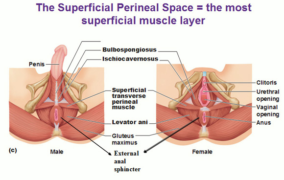 <p>ischiocavernosus muscle</p>