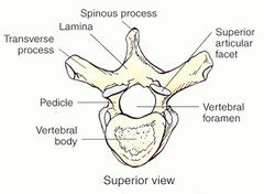<p>there are TRANSVERSE COSTAL FACETS on the transverse processes for articulation with the ribs (12 thoracic vertebrae, 12 pairs of ribs)</p><p>there are no foramina in the transverse processes</p>