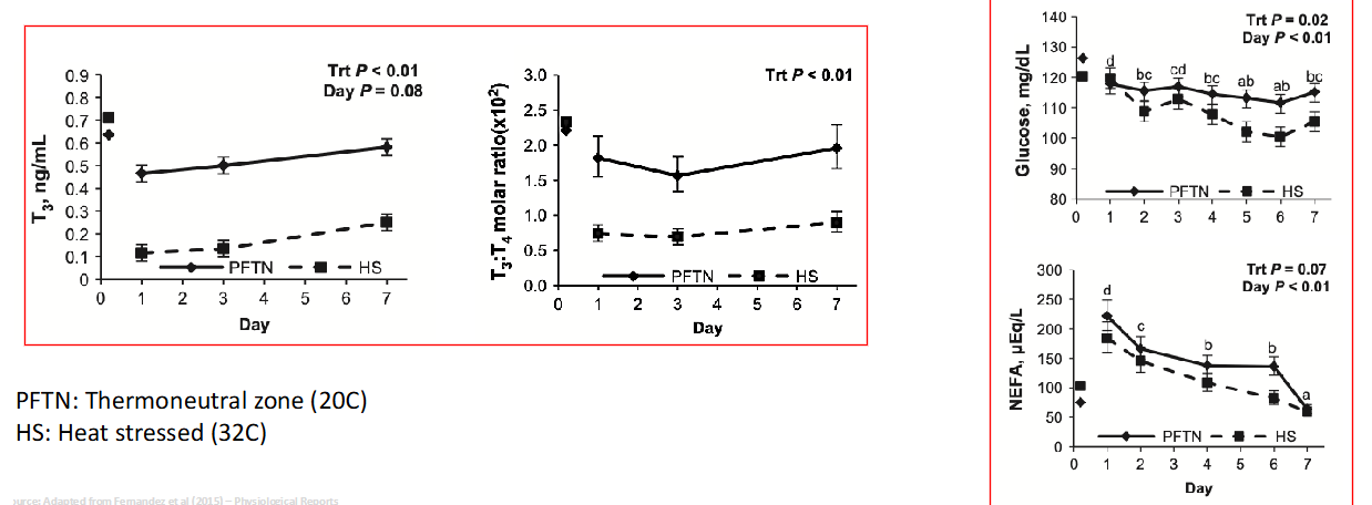 <p>Heat stress lower if T3 and T4 levels were normal</p><p>Lower glucose won’t make lots of protein</p><p>Not enough heat tolerance because low on glucose </p><p>Body now needs to break down muscles to make glucose </p><p>Lose lots of weight, negative economic effect</p>