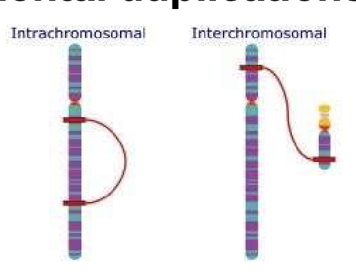 <p><span>Long segmental duplications</span></p>