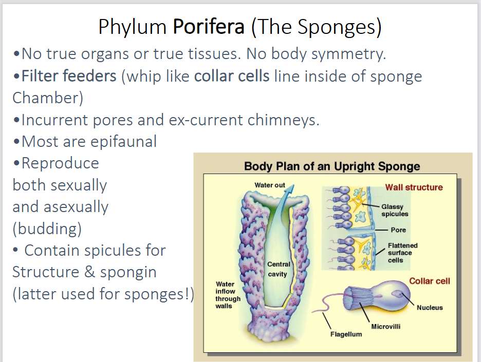 <p>-reproduce both sexually and asexually (budding)</p><p>-filter feed (whip like collar cells line the inside of the sponge chamber)</p>