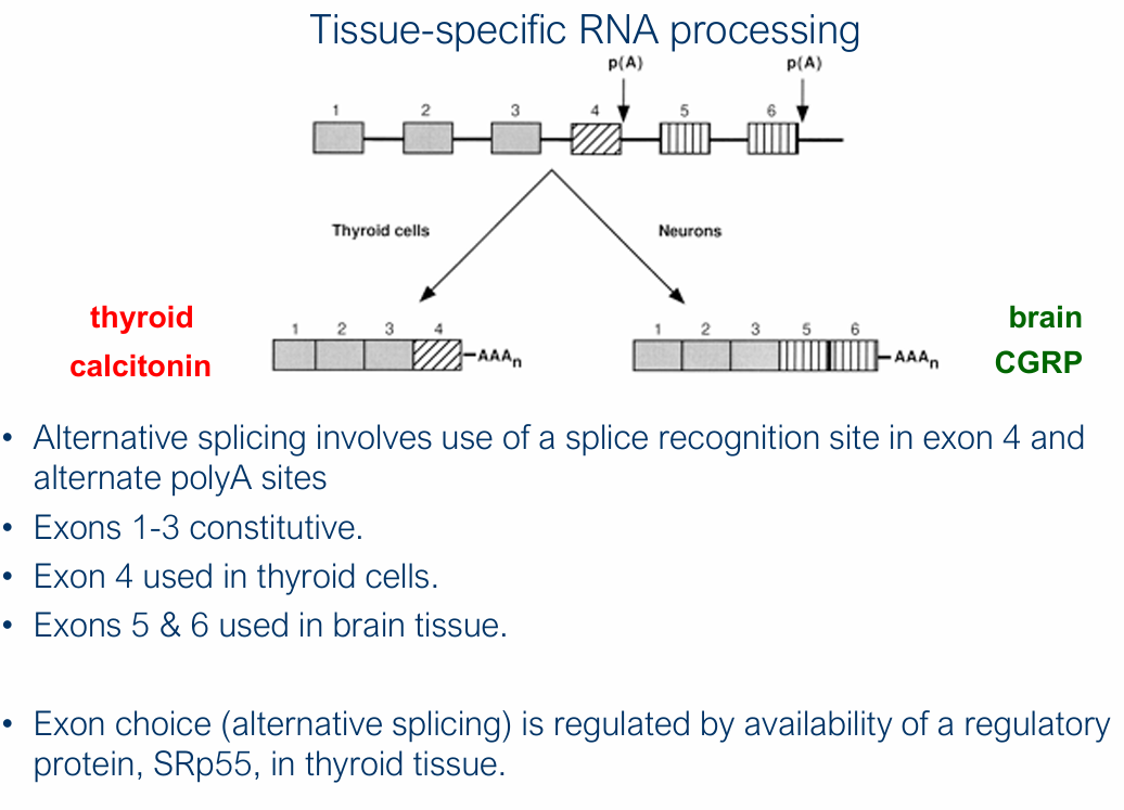 <p><span>A single gene can produce different proteins in different tissues via </span><strong>alternative splicing</strong></p><p></p><p><strong><u>Calcitonin (CT) and Calcitonin gene-related peptide (CGRP)</u></strong></p><p><strong><u>CT/CGRP Gene</u></strong></p><ul><li><p>Two peptide hormones from same gene</p></li><li><p>6 exons</p></li><li><p>Exons 1-3 constitutive, 4 used in thyroid cells, 5 &amp; 6 used in brain tissue</p></li></ul><p><br><strong>Thyroid CT:</strong> Expressed in thyroid cells + Regulates blood calcium</p><ul><li><p>Exons 1-4, AAAn</p></li></ul><p></p><p><strong>Brain CGRP: </strong>Expressed in neurons + potent vasodilator, associated with and released during migraine</p><ul><li><p>Exons 1-3, 5, 6, AAAn</p></li></ul><p></p>