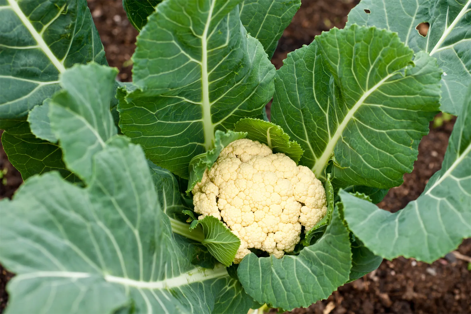 <p>Plant Common Name </p>