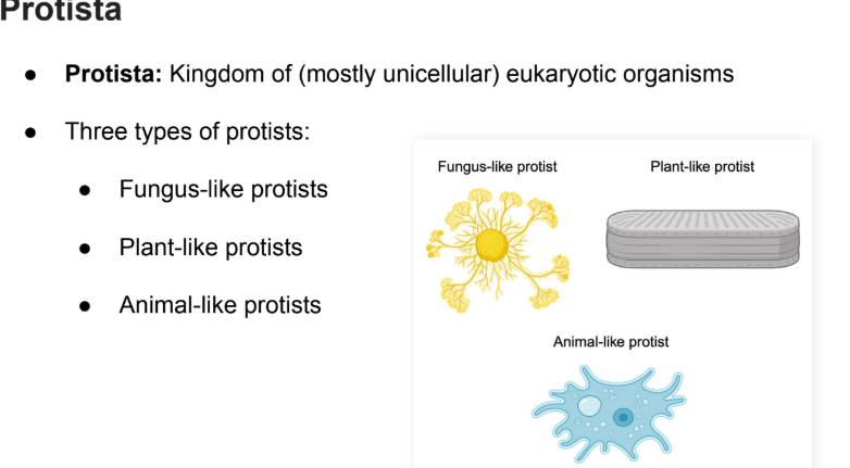 <p>Protista: Kingdom of (mostly <strong>unicellular</strong>) <strong>eukaryotic organisms</strong></p><p></p><ul><li><p>Three types of <strong>protists:</strong></p><ul><li><p>Fungus-like protists</p></li><li><p>Plant-like protists</p></li><li><p>Animal-like protists</p></li></ul></li></ul><p></p>