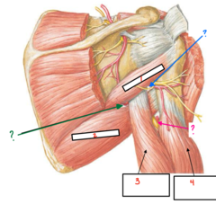 <p>What muscle is the medial border of the quadrangular space?</p>