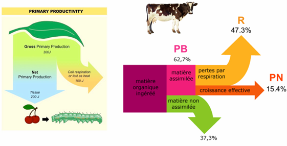 <p>La production primaire nette = part de l’énergie fixée qui reste réellement stockée en biomasse nouvelle (croissance) et qui est disponible pour les herbivores et les décomposeurs.</p><p>Équation : PB = PN + R</p><p>où R = respiration (maintenance, fonctionnement).</p><p>Donc : PN = PB − R.</p>