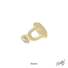 <p>middle ear</p>