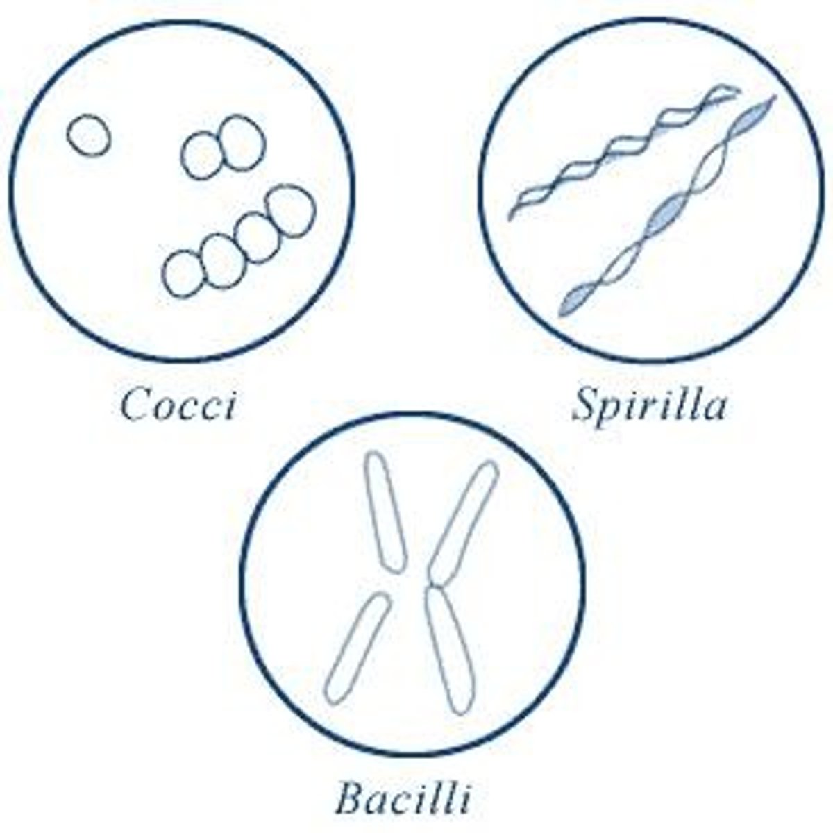 <p>Coccus (spherical), bacillus (rod-shaped), and spiral.</p>