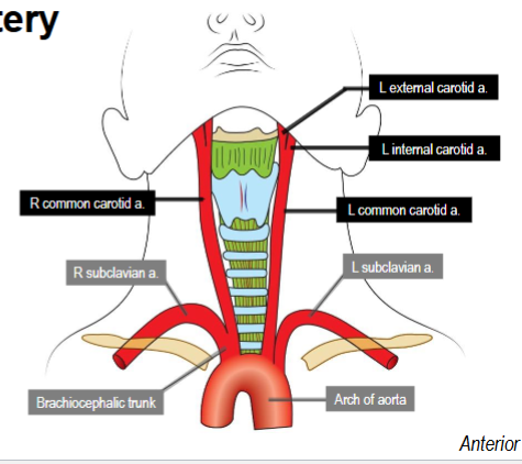 <p>Parents: brachiocephalic trunk (right), aortic arch (left)</p><p>Terminal branches: internal carotid artery, external carotid artery</p>