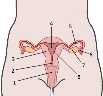 <p>Label this image 4 to 5 (Minus 8)</p>