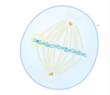 <p>Chromosomes align along equator of cell</p><p>Spindle fibres released from centrioles and attach to centromere and chromatids</p><p>Spindle assembly checkpoint = ensures every chromosome has attached to a spindle fibre</p>