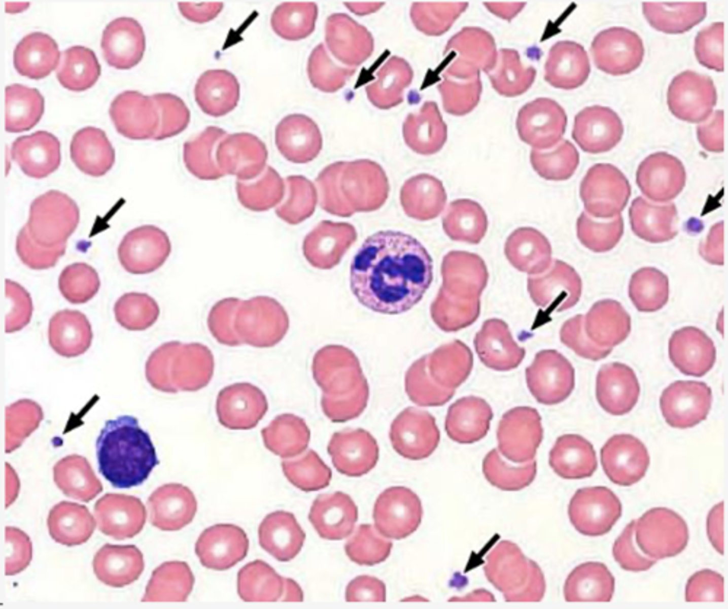 <p>Identify the blood formed elements</p>