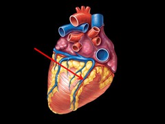 <p>Identify the structure</p>
