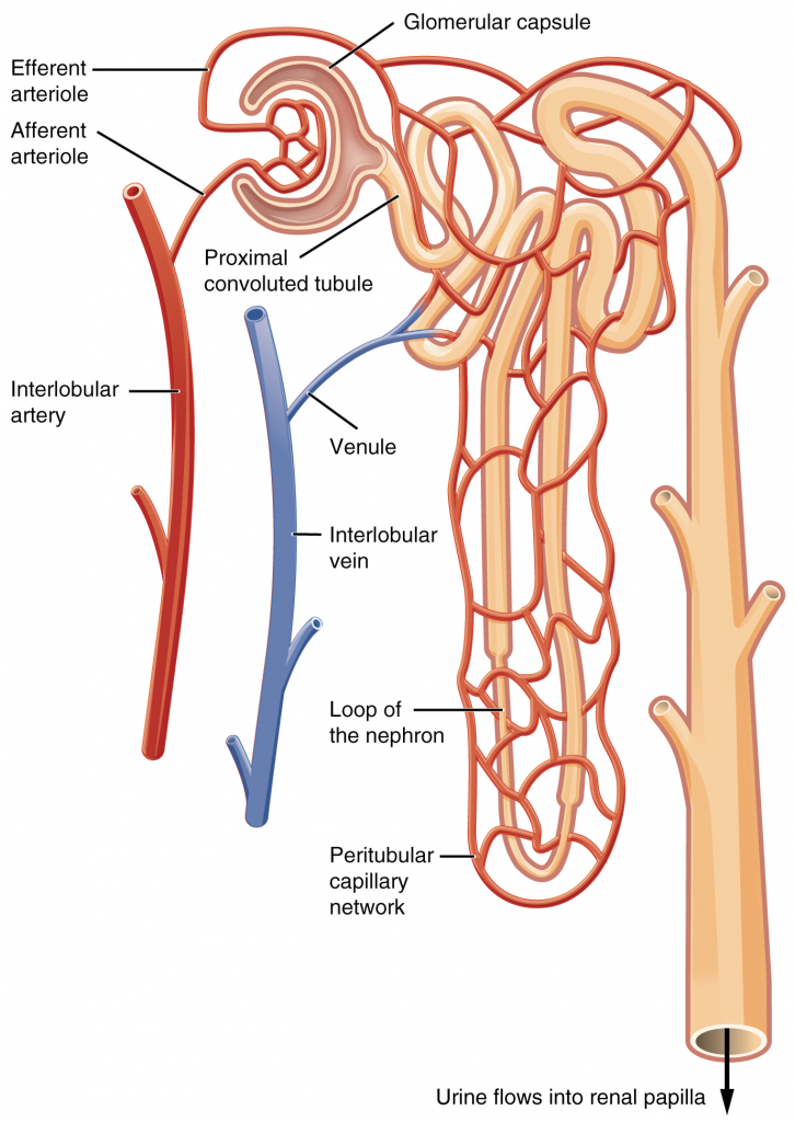 <p>a net of capillaries that allow for reabsorbtion of ions and minerals back kinto bloodstream</p>