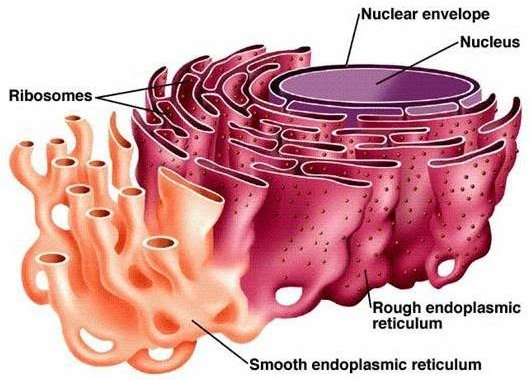 <p>Network of tubular membranes inside eukaryotic cells that lacks ribosomes on its surface; makes lipids, produces steroids, detoxifies substances, and stores calcium ions</p>