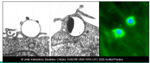 <p>→ de bacteriën hoeven hier zelf niet de cel in te ‘graven’</p><p>→ te zien door een extra mechanisme dat Listeria bevat:</p><p>= InlB en de Met-receptor</p><ul><li><p><strong><em>Listeria</em> heeft nóg een troef:</strong> Naast Internalin A (InlA, voor E-cadherine) heeft <em>Listeria</em> ook een eiwit genaamd <strong>Internalin B (InlB)</strong> op zijn oppervlak.</p></li><li><p><strong>De receptor:</strong> InlB bindt heel specifiek aan de <strong>Met-receptor</strong> op de gastheercel.</p></li><li><p><strong>De normale functie:</strong> Normaal gesproken is Met de receptor voor <em>Hepatocyte Growth Factor</em> (HGF), een signaalstof die cellen aanzet tot groei, overleving en beweging. Als HGF bindt, activeert de cel signaalroutes (zoals PI3-kinase) die het actineskelet reorganiseren. <em>Listeria</em> doet zich met InlB dus gewoon voor als een groeifactor om diezelfde actine-reorganisatie te kapen.</p></li></ul><p></p>