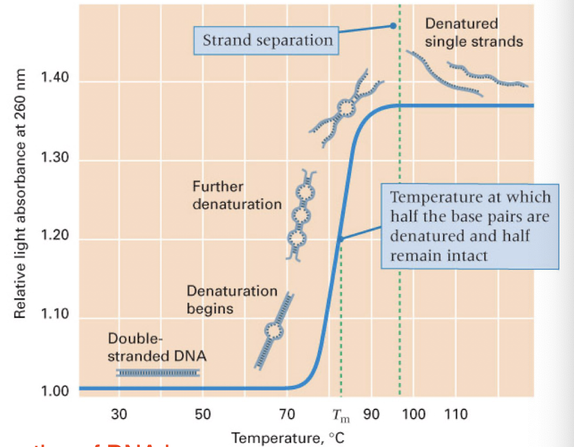 <p>heating of DNA leads to denaturation of the two strands</p><p>rate depends of the G+C content (3 Hydrogen bonds are harder to break than the 2 between A+T)</p>