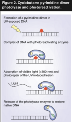 <p>What is the photoreactivation pathway?</p>