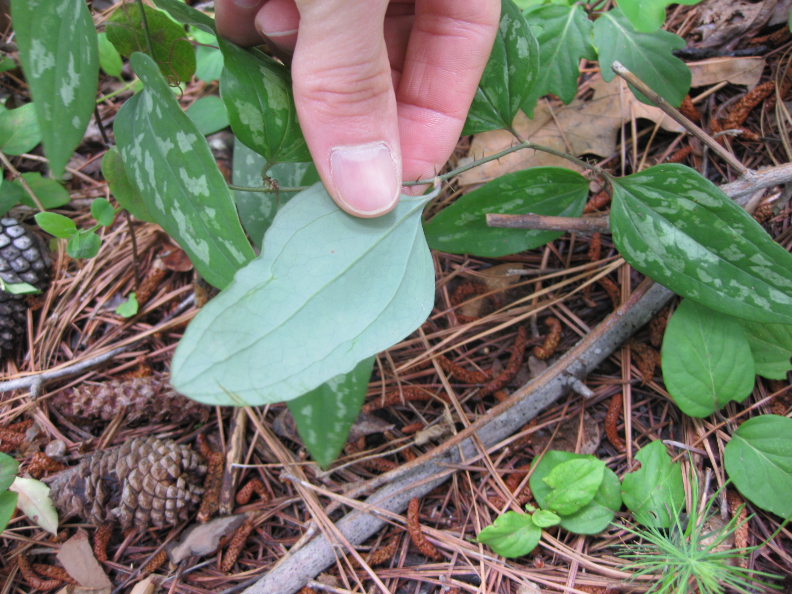 <p>Smilax glauca</p><p>Woody Vine. WTD forage. The underleaf is whiter/lighter than the top. prickles on stem. Berries eaten by birds. Simple, Alternate leaves.</p>