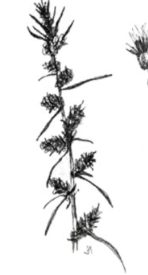 <ul><li><p>elongated type of inflorescence in which each flower is sessile (attached to stem directly w/o pedicel)</p></li></ul><p></p>