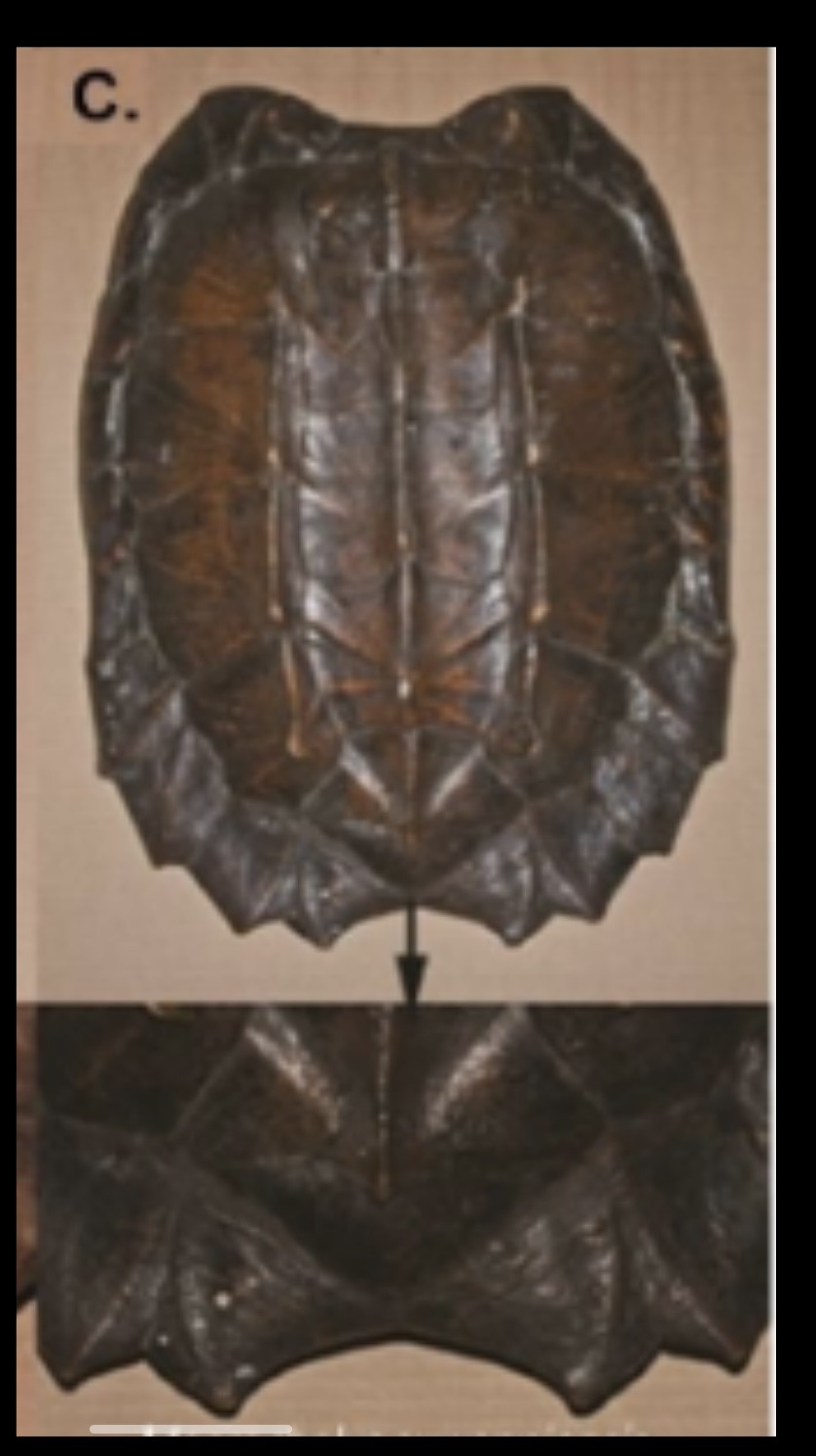 <p>U caudal notch</p>