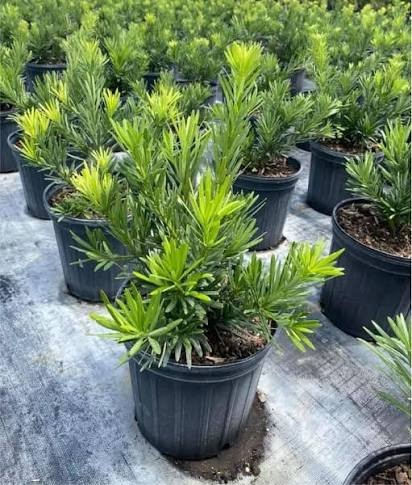 <p>‘pringles’ podocarpus. compact, slow growing, 3-5ft tall and wide, full sun to part shade </p>