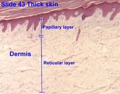 <p>Papillary Layer</p><p>Reticular Layer</p>