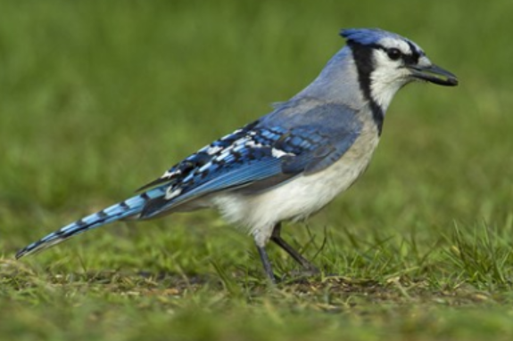 <p>Order: Passeriformes<br>Family: Corvidae</p>