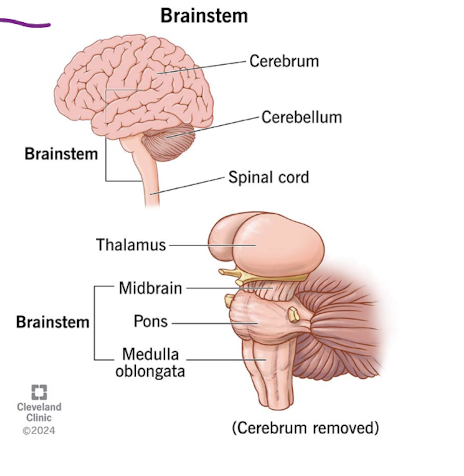 <ul><li><p>most primitive region of the brain</p></li><li><p>essential for basic life</p></li><li><p>includes<br> - midbrain<br> - pons<br> - medulla</p></li></ul><p></p>