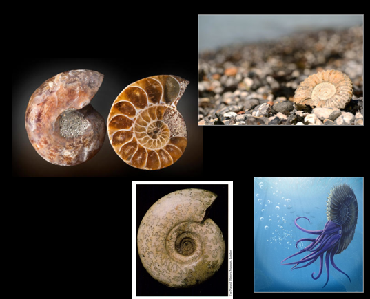 <p>Which Phylum, Class, and Subclass are these in?</p>