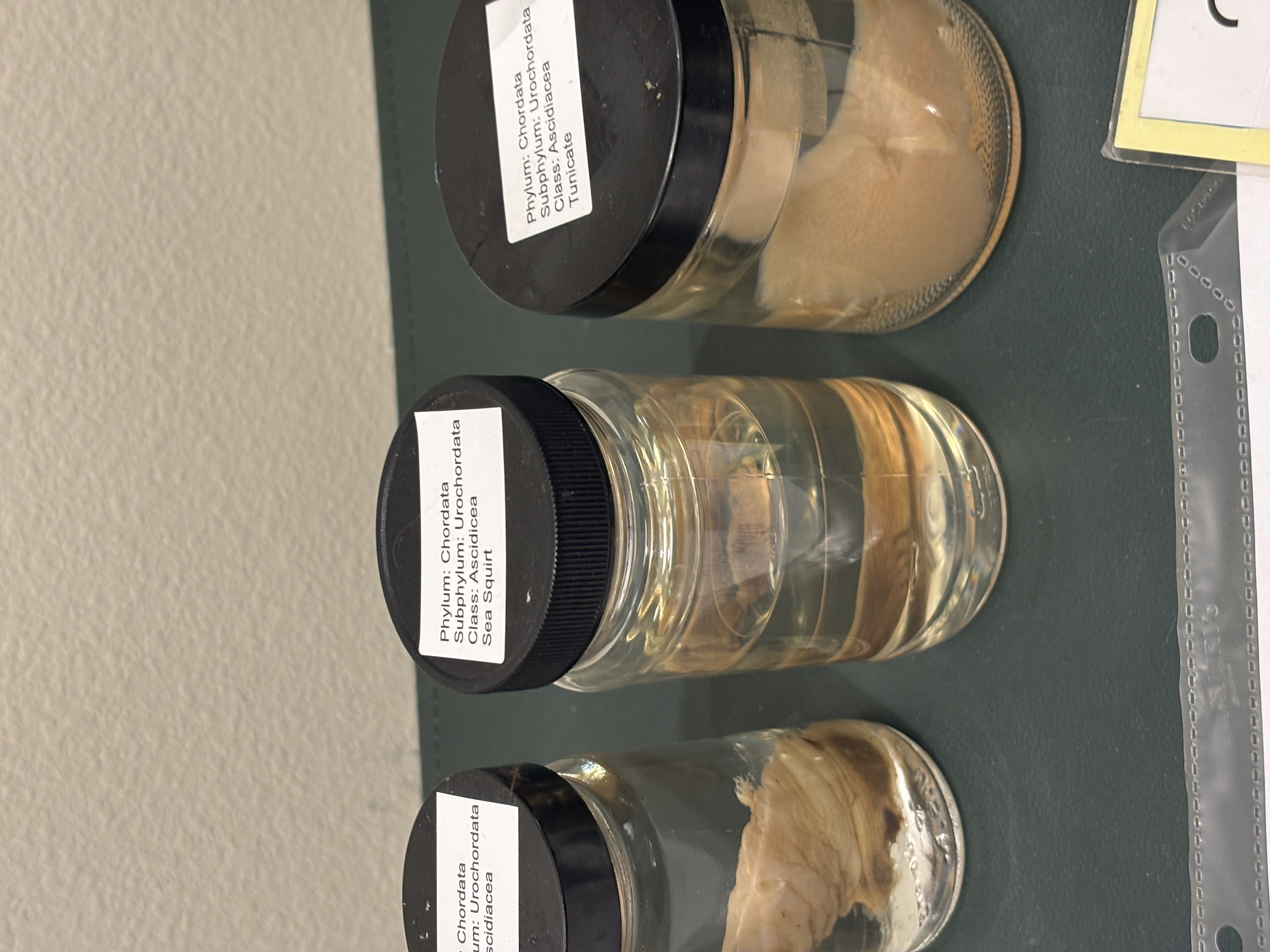 <p>Subphylum Urochordata </p><p>What habitat are tunicates found and what diet?</p>