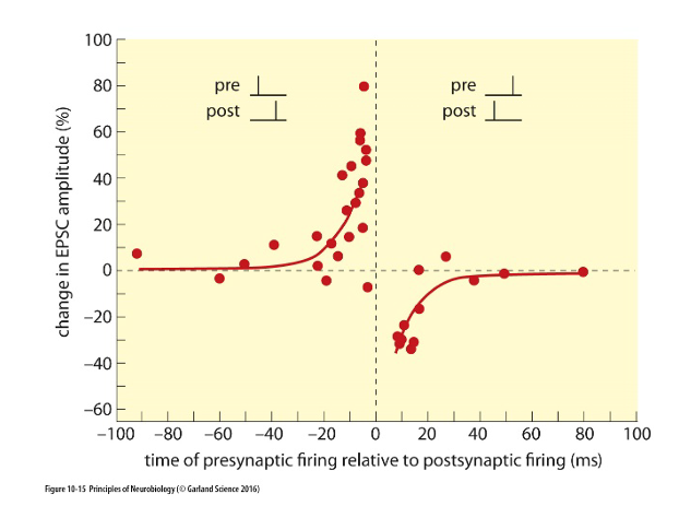 <p>D3) Spike time-dependent plasticity is a cellular model of learning and memory. Define this cellular model and describe the data illustrated in the graph below.</p>