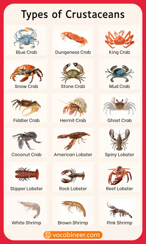 <p>- 2 pairs of antennae</p><p>- compound eyes</p><p>- protective exoskeleton</p><p>- 5 pairs of limbs</p><p>- combined head &amp; thorax (cephalothorax)</p><p></p><p>(<span>갑각류</span>)</p>