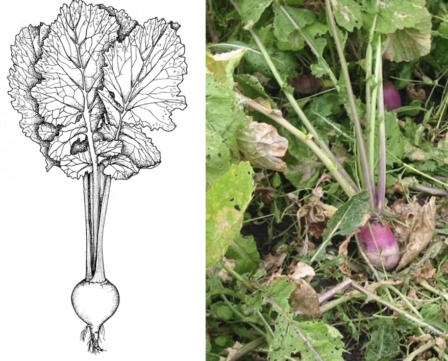 <p><strong>Plant family:</strong> Brassicaceae<br><strong>Life cycle:</strong> Biennial (grown as an annual)<br><strong>Key persistence / spread:</strong> Seed only<br><strong>Farming systems:</strong> Summer and autumn forage</p><p><strong> How to identify</strong></p><p>They are forage brassicas that produce a <strong>distinct swollen storage root</strong> at or above the soil surface. After establishment, growth is initially leaf‑focused before root swelling occurs.</p><p>Leaves are large and coarse. <strong>Lower leaves are hairy and deeply lobed</strong>, while upper leaves are smoother and less divided. Leaf stalks arise from the crown above the bulb.</p><p>The bulb is typically round to flat and partially exposed above ground. Skin colour varies by cultivar and may be white, purple‑topped, or green.</p><p>If allowed to flower, they bolt and produce yellow brassica flowers. They are distinguished from swedes by their <strong>smaller size</strong>, lighter leaf colour, and more exposed bulbs.</p>