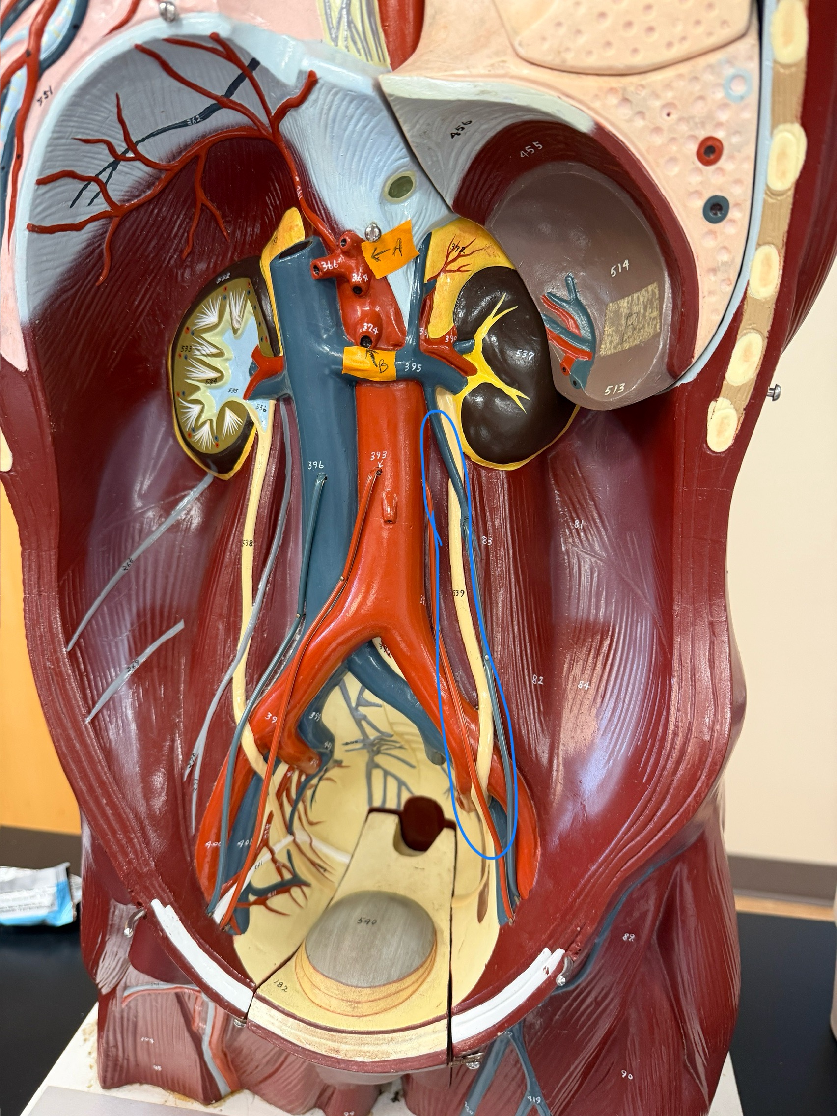 <p>name this structure</p>