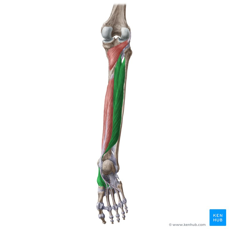 <p>What is Deep Posterior Muscle</p>