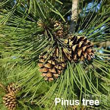 <p>-Needle Leaves</p><p>-non motile sperm</p>