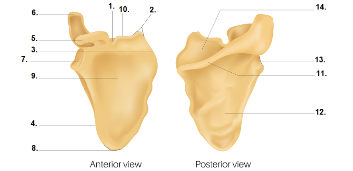 <p>What muscles attach to 8</p>