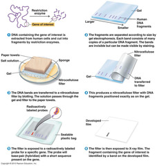 <p>Used to detect presence and quantity of various DNA strands in a sample.</p><p>1) After electrophoresis, the sample is transferred to membrane and can be probed with ssDNA molecule to look for DNA of interest.</p>