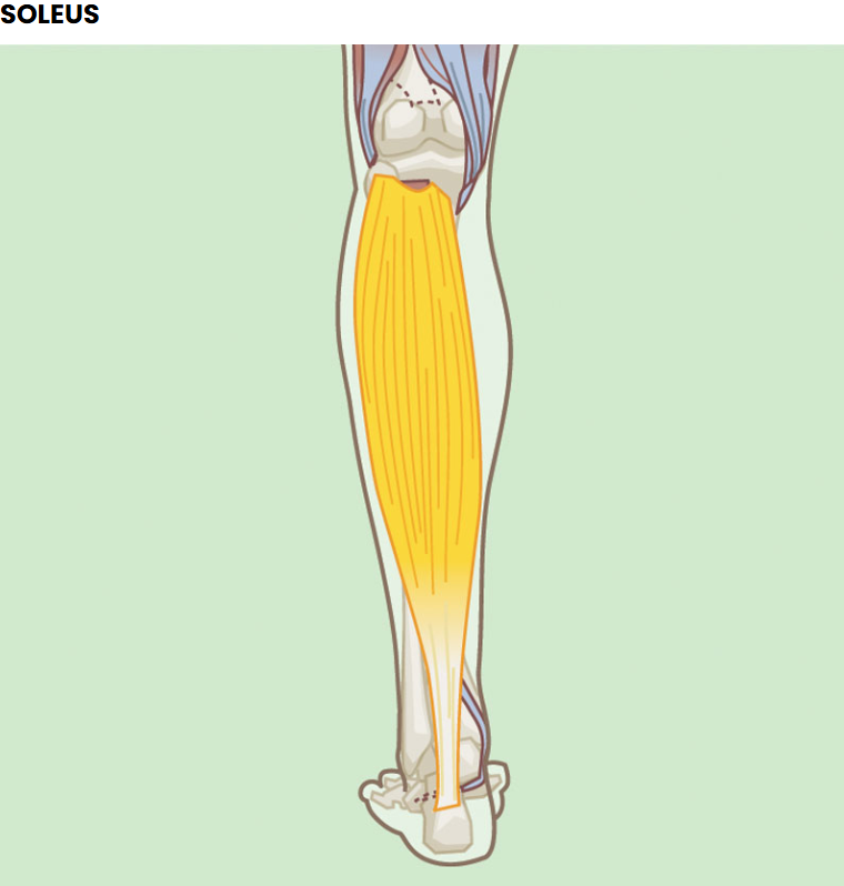 <p>What is the Concentric function of the Soleus?</p>