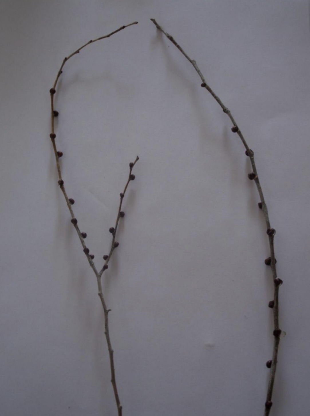 <p>What is this branch?</p>