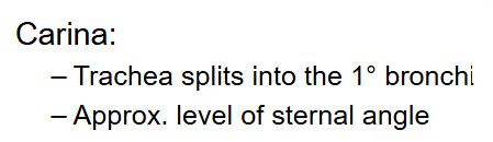 <p>The split where trachea divides</p><p>(left and right rbonchus)</p><p>Around sternal angle landmark</p>
