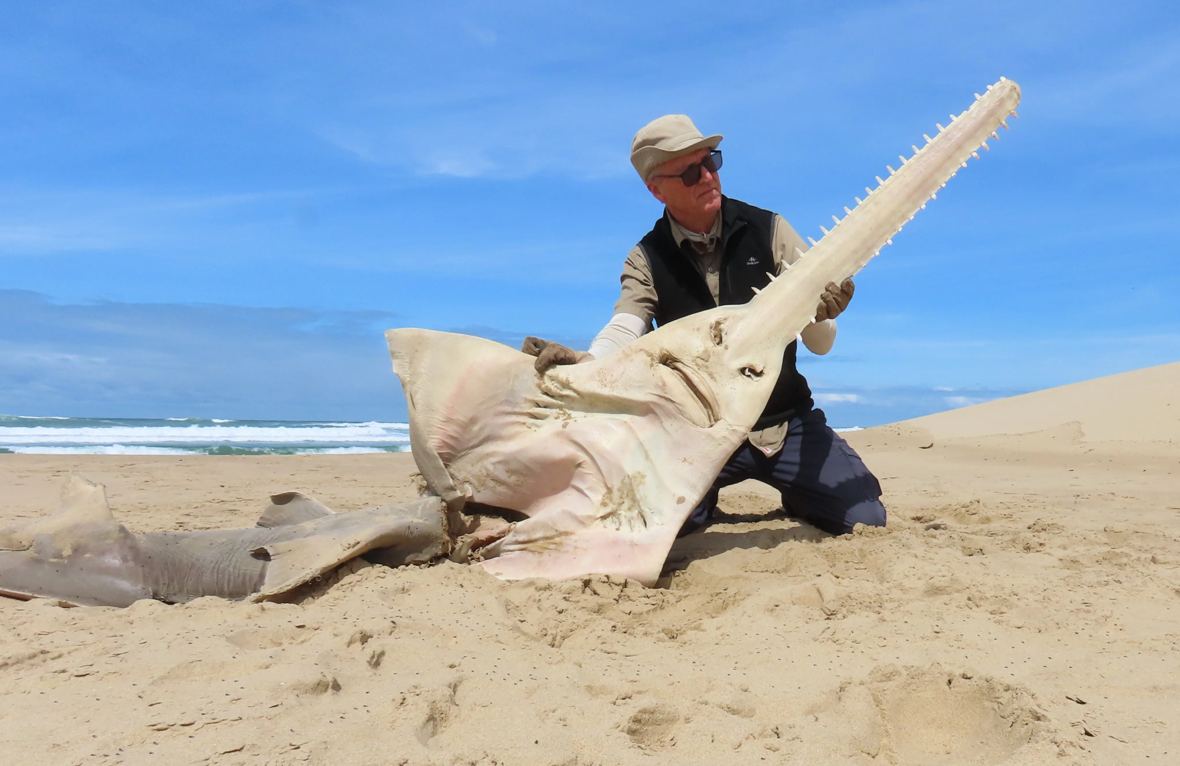 <p>What Order is Sawfish?</p>