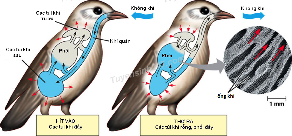 <p>Chim hít thở ntn?</p>