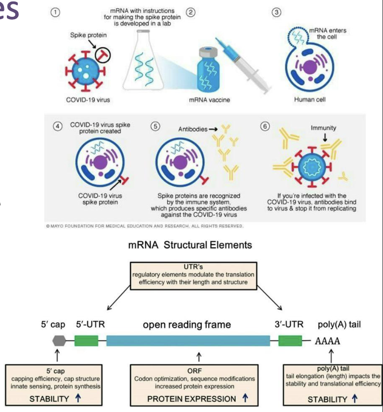 <ul><li><p>Consist of an antigen-encoding mRNA complexed with a carrier (lipid nanoparticles).</p><ul><li><p>Delivered <em>in vivo</em> into the cytoplasm of host cells for protein translation and post- translational modification</p></li></ul></li><li><p>mRNA vaccines are non-infectious and are synthesized by in vitro transcription, free of microbial molecules.</p><ul><li><p>Safer, efficient and lack issues of antivector immunity.</p></li><li><p>Rapid and inexpensive production and repeated vaccination.</p></li><li><p>Example: <strong><em>Moderna and Pfizer SARS-CoV2 vaccines</em></strong></p></li></ul></li></ul><p></p>
