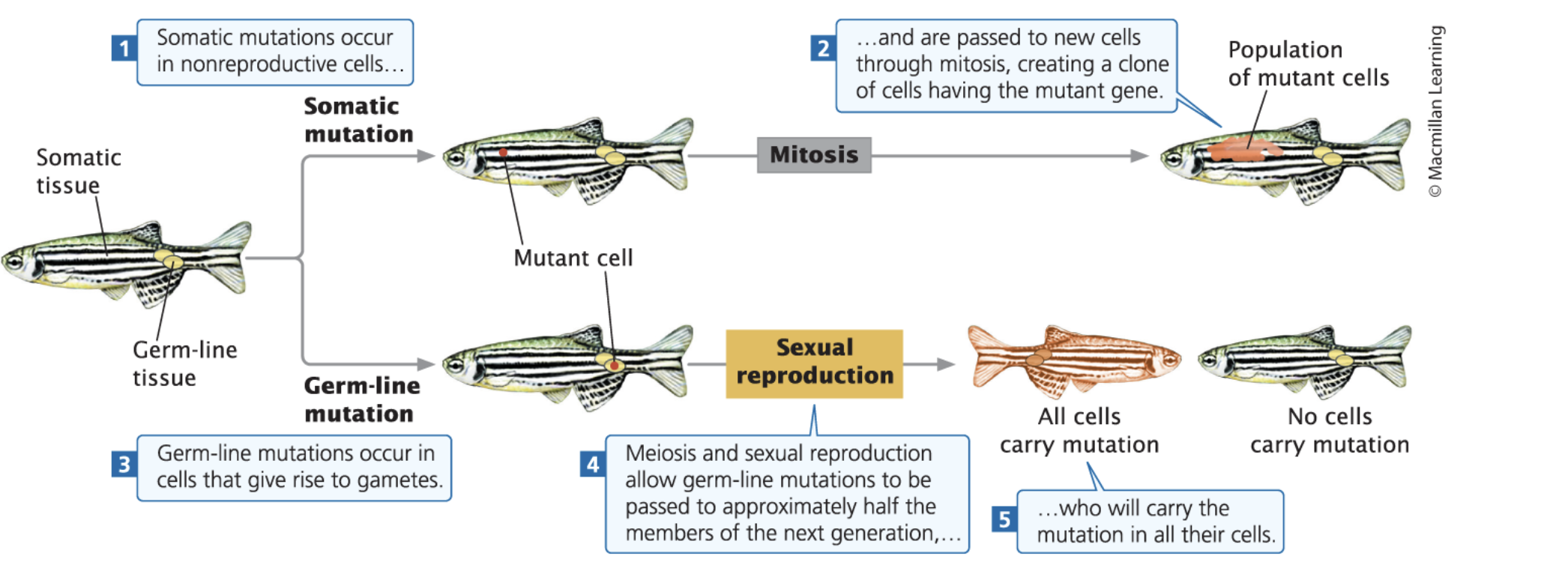 <ul><li><p><strong>Somatic cell mutations: </strong>Acquired during life and passed to daughter cells</p></li><li><p><strong>Germ cell mutations:</strong> Occur in gametes and are passed to all cells of offspring</p></li></ul><p></p>