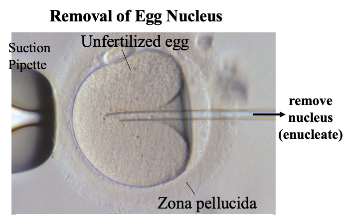 <p>Somatic Cell Nuclear Transfer</p><ul><li><p>inject somatic cell nucleus into enucleated egg</p></li><li><p>implant embryo into uterus for live-birthed organism</p></li><li><p>1997: Dolly 1<sup>st</sup> mammal cloned from adult somatic cell</p></li></ul><p></p>