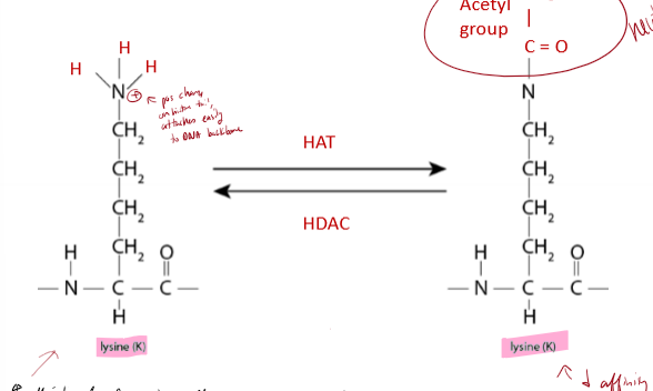 <p>Describe the process of histone acetylation and deacetylation, including the enzymes and purpose </p>