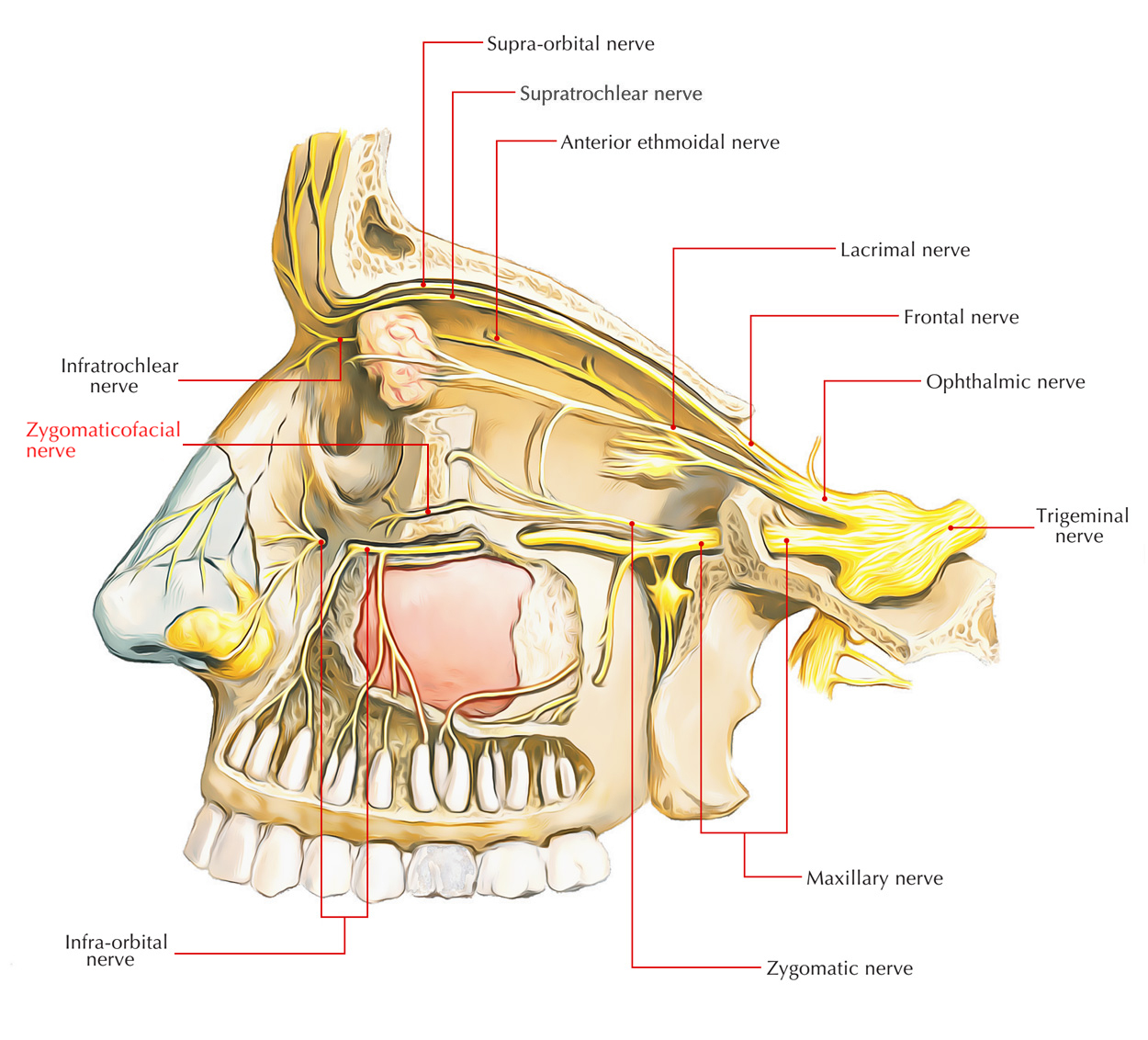 <p>branches off CNV2 in the pterygopalatine fossa, enters orbit via the inferior orbital fissure, runs along lateral orbital wall </p>