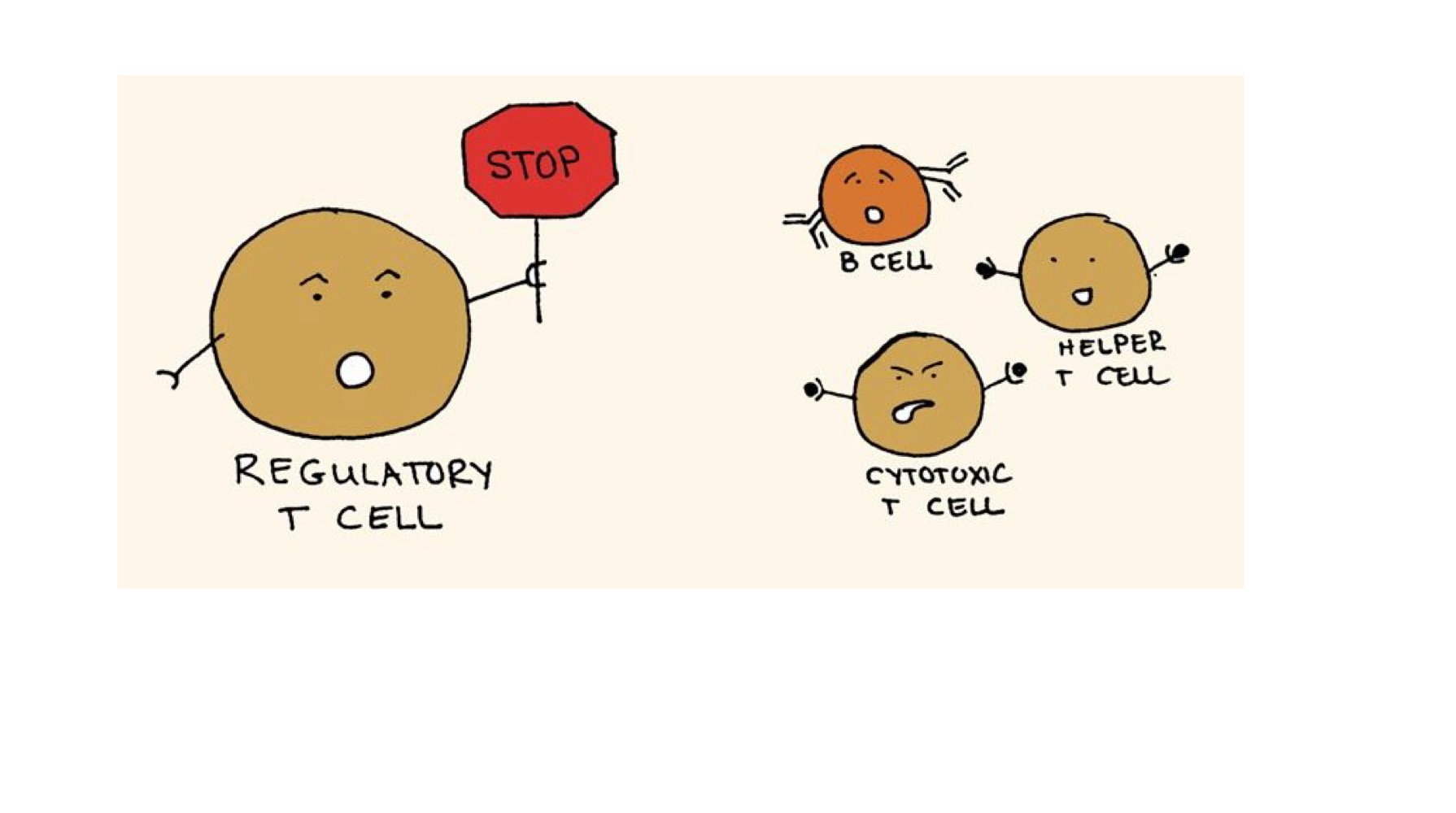 <ul><li><p><strong>Involved in suppression of immune response (After infection cleared) </strong></p></li></ul><p></p><ul><li><p><strong>Dysfunction related to autoimmune responses </strong></p></li></ul><p></p>